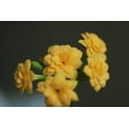 thumbnail image 3 of Yellow Kalanchoe - 2.5" Pot - In Bud and Bloom / Easy House Plant, 3 of 4
