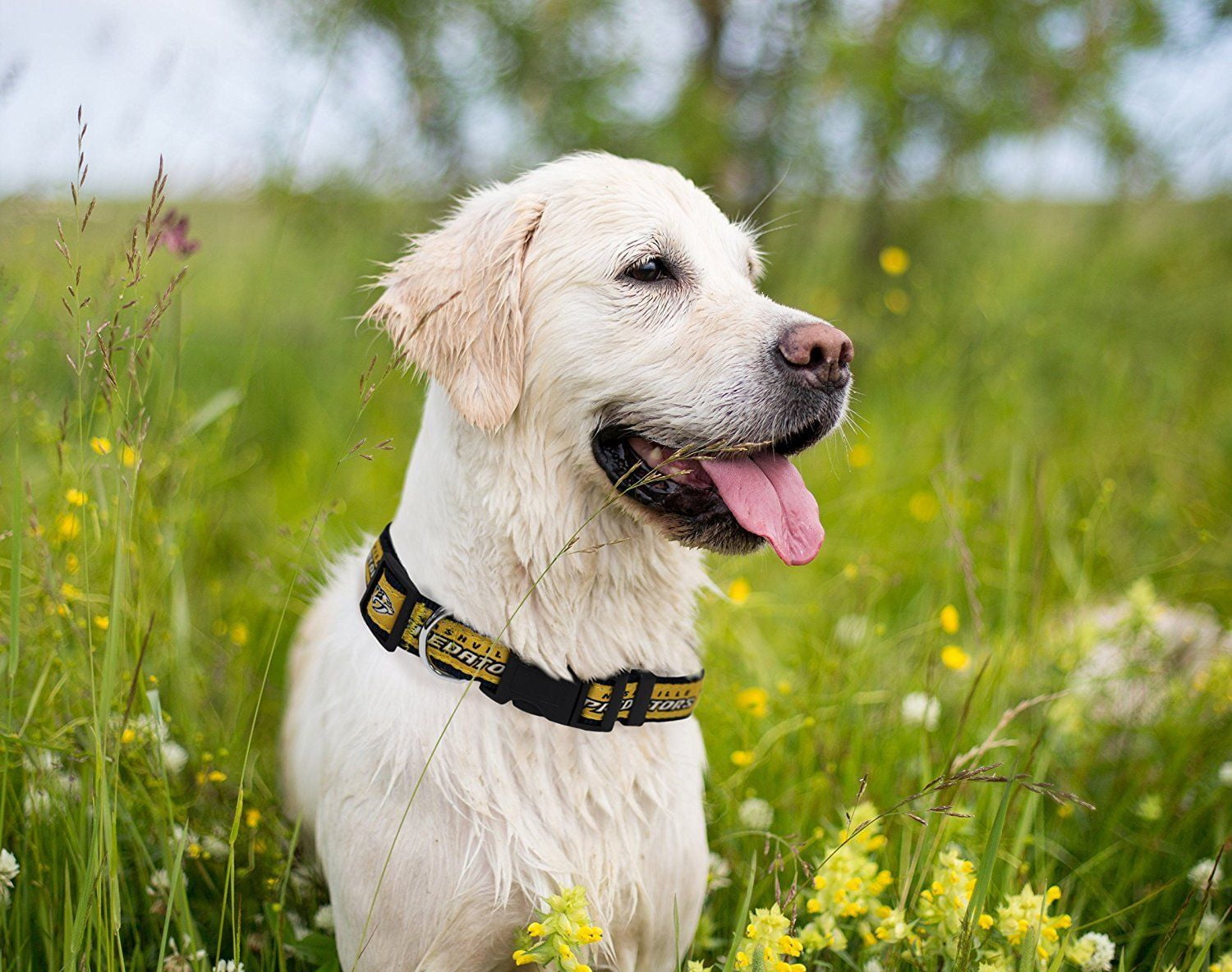 Nashville predators 2024 dog collar