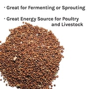 New Country Organics | Organic Milo for Livestock | Certified Organic and Non-GMO | Feed Grade| 40 lbs
