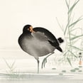 thumbnail image 2 of Koson, Ohara 20x20 Gold Ornate Wood Framed with Double Matting Museum Art Print Titled - Moorhen, 2 of 4