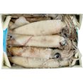 thumbnail image 4 of Searay California Squid, Wild, Frozen, 1 kg, 4 of 5