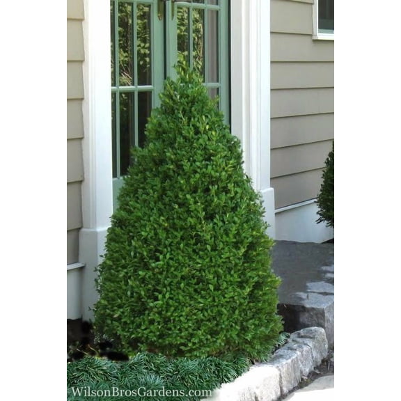 RedCrocus Green Mountain Boxwood Cone Topiary - Live Buxus x 'Green Mountain' Evergreen Shrub, Outdoor Container-Friendly, Deer Resistant  2 Gallon Nursery Pot
