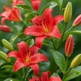 thumbnail image 3 of GSDWIUEW Lily Bulbs-2 or 4 Bulbs per Package Cold-Resistant Perennial Bulbs for Gardens, Easy-Grow. (Red,2), 3 of 4