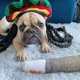 thumbnail image 5 of 2X Juguetes Divertidos para Perros - Juguetes de Peluche Chirriantes para Medianos y PequeñOs - Lindos Regalos Rellenos Geniales para CumpleañOs de Perros, 5 of 7