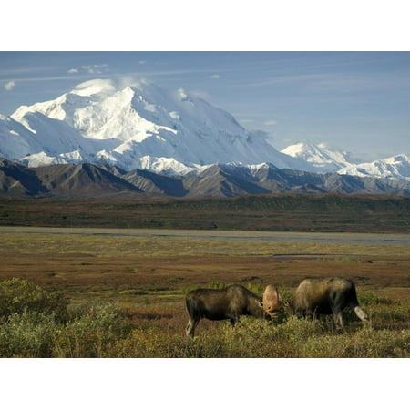 Mt Moose - Moose Sparring on the Tundra with Mt. Mckinley in The Background (Alces Alces) Print Wall Art By Tom Walker