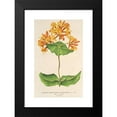 thumbnail image 2 of Charles Antoine Lemaire 13x18 Black Modern Framed Museum Art Print Titled - Lonicera (Sempervirens) Plantie-Rensis (1854-1896), 2 of 5