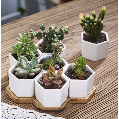 Planter Pots Indoor 7 Pack 2 75 Inch Modern White Ceramic Small Hex Succulent Cactus Flower Plant Pot With Bamboo Tray For Indoors Outdoor Office Home Garden Kitchen Decor Hexagon Walmart Canada