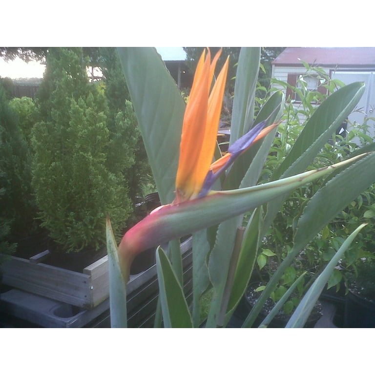 Walmart Bird of Paradise Strelitzia Reginae, Orange Tropical