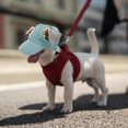 thumbnail image 4 of Dog Sun Hat Baseball Hats, Dog Cap With Ear Hole, Adjustable Outdoor Travel Sun Protection Sport Hat For Cat Small Medium Dogs, 4 of 7