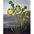 thumbnail image 2 of Thornton, Dr R 20x24 Gold Ornate Wood Framed with Double Matting Museum Art Print Titled - Pitcher Plant, 2 of 4