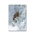 thumbnail image 1 of Long-eared Owl. Poster -Image by Shutterstock, 1 of 2