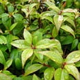 thumbnail image 3 of 2 Xylosma Congestum, Live Plants – Shiny Xylosma in 2.5” Nursery Cubes – Fast-Growing, Low-Maintenance Evergreen Shrub for Hedges & Landscaping, 3 of 7