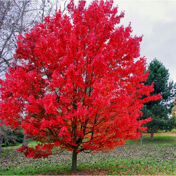 Brandywine Maple Tree Red Maple Plant 1-2 Feet Tall 4"Pot