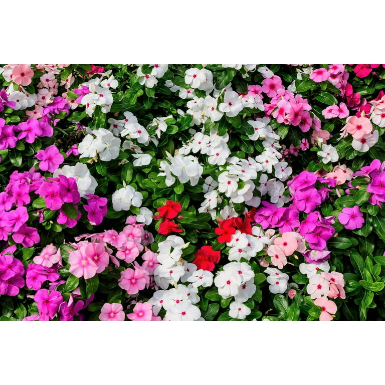 50 MIXED COLORS Dwarf IMPATIENS Walleriana Sun or Full Shade Red, White, Pink, Carmine, Scarlet, & Orange Flower Seeds