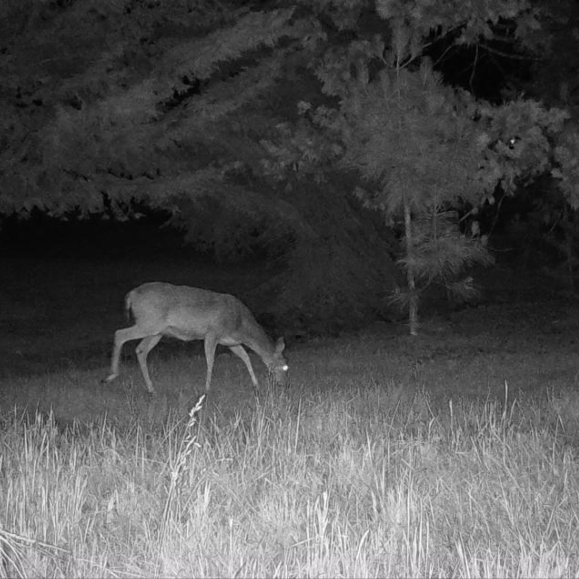 Cuddeback CuddeLink Wireless Trail Camera System with SD Cards Bundle (4-Pack)