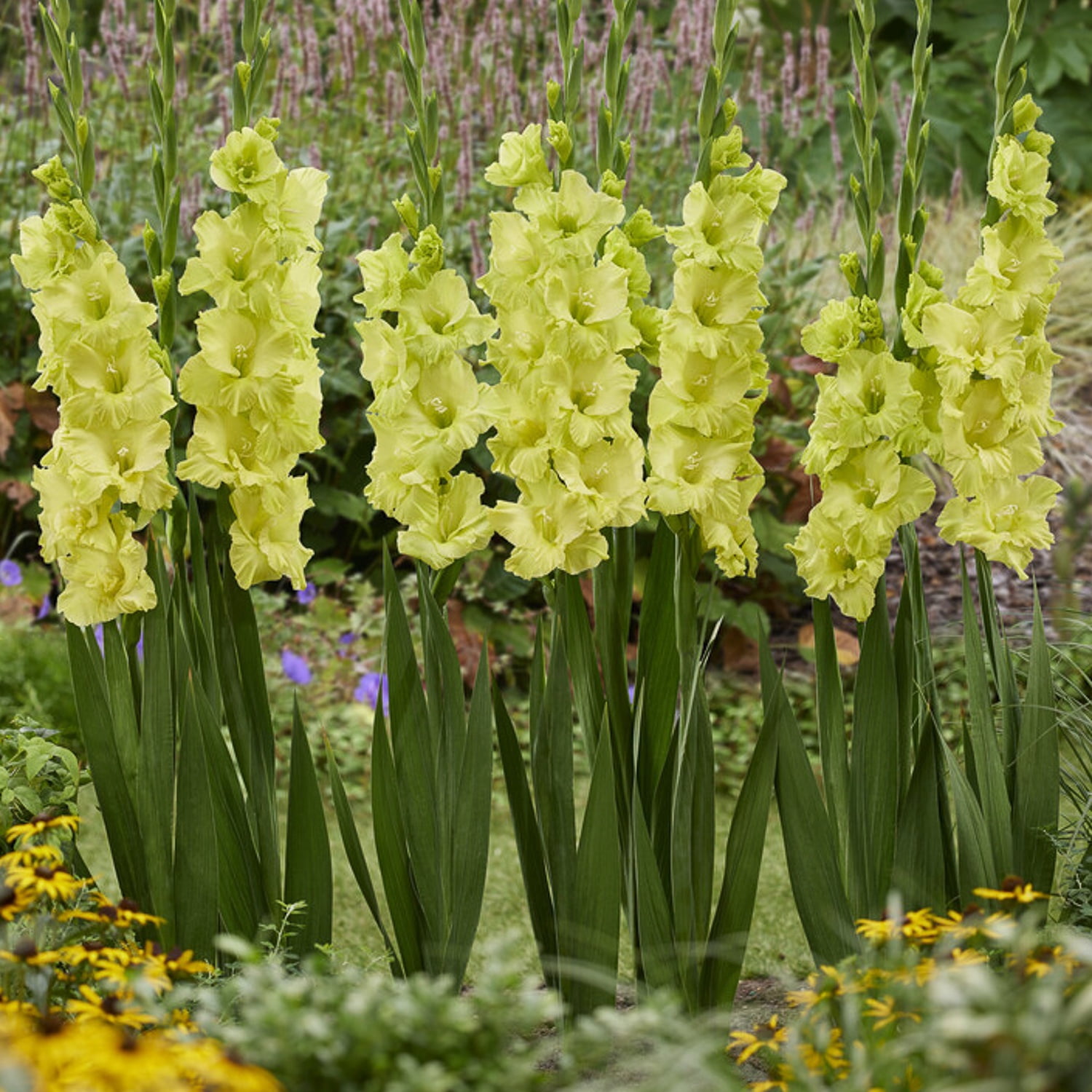 Van Zyverden Gladiolus Large Flowering Koi Set of 12 Bulbs Multicolor Partial Sun