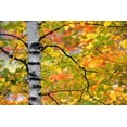 thumbnail image 2 of Carlson, Mark 14x11 White Modern Wood Framed Museum Art Print Titled - Michigan, Upper Peninsula Birch trees in autumn, 2 of 4