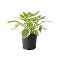 thumbnail image 1 of 2 Gallon (7.5L) Patriot Hosta, 1 of 4