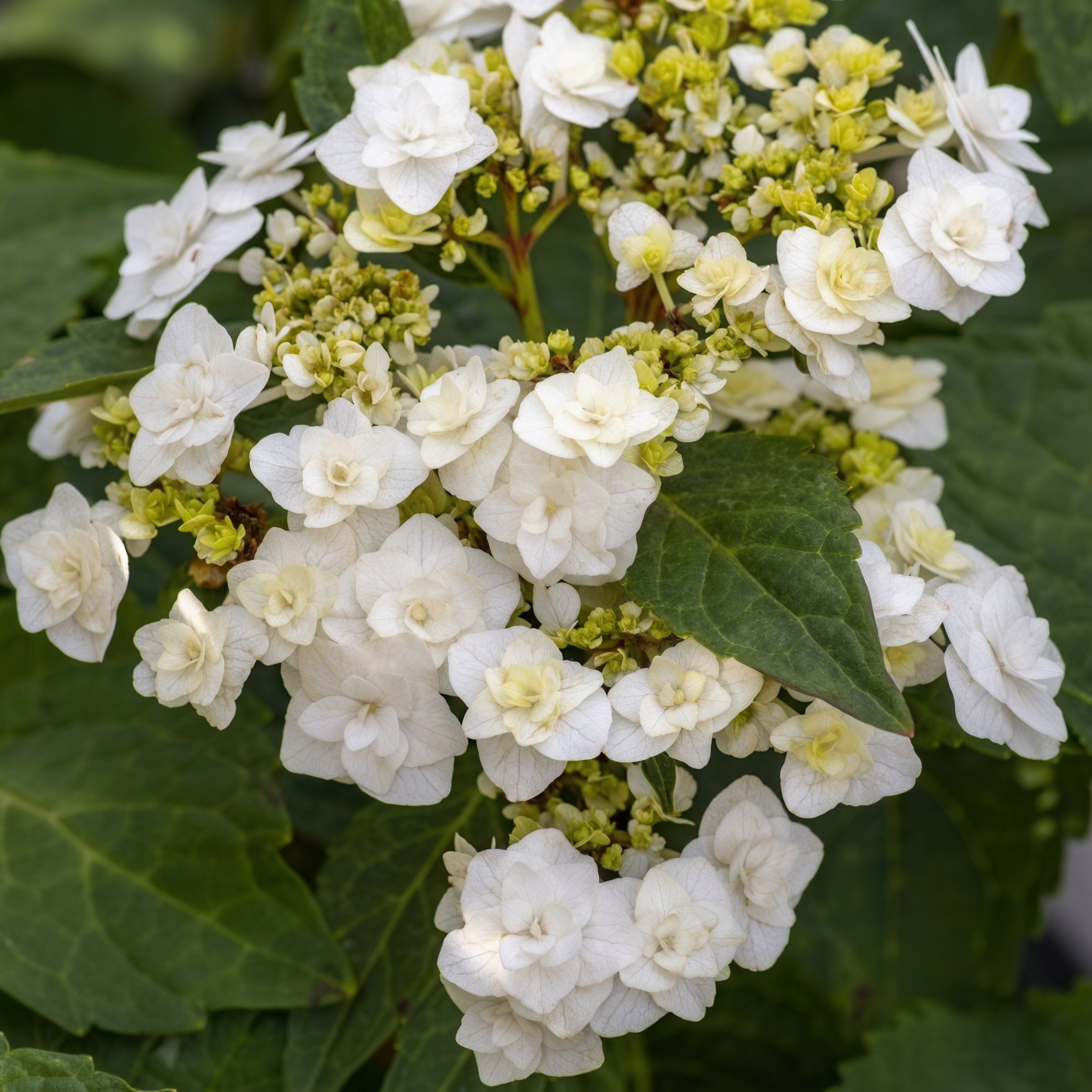 National Plant Network 4" Hydrangea 'Wedding Gown' Live Shrub with Partial Sunlight (3-Pack)