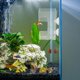 thumbnail image 4 of Fish Tank Fish Food Feeder Clear Aquarium Feeding Ring with Suction Cup, 4 of 4