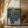 thumbnail image 6 of Campbell's Early Grape Lithograph Framed Art Modern Wall Decor, 6 of 15