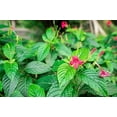 thumbnail image 3 of Red Elegant Brazilian Petunia  Ruellia Elegans  30 Live Plants  Butterfly Hummingbird Attracting Foliage, 3 of 8