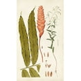 thumbnail image 2 of Vision Studio 12x18 White Modern Wood Framed Museum Art Print Titled - Leaf Varieties VII, 2 of 4