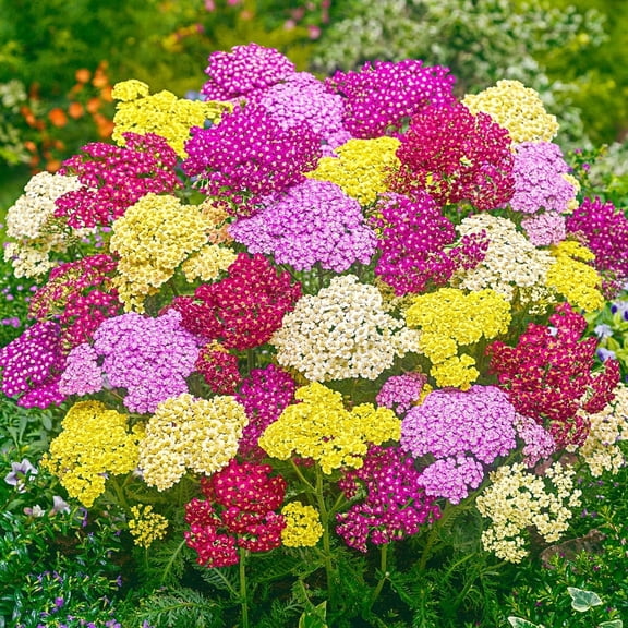 Direct Gardening Summer Pastels Yarrow Potted Mutli-color Flowering Perennial Starter Plant Grown in a 4 Inch Pot, 1 Per Offer