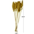 thumbnail image 3 of 30" Dried Plant Natural Foliage Corn Maze Bouquet with Long Stems, by DecMode, 3 of 7