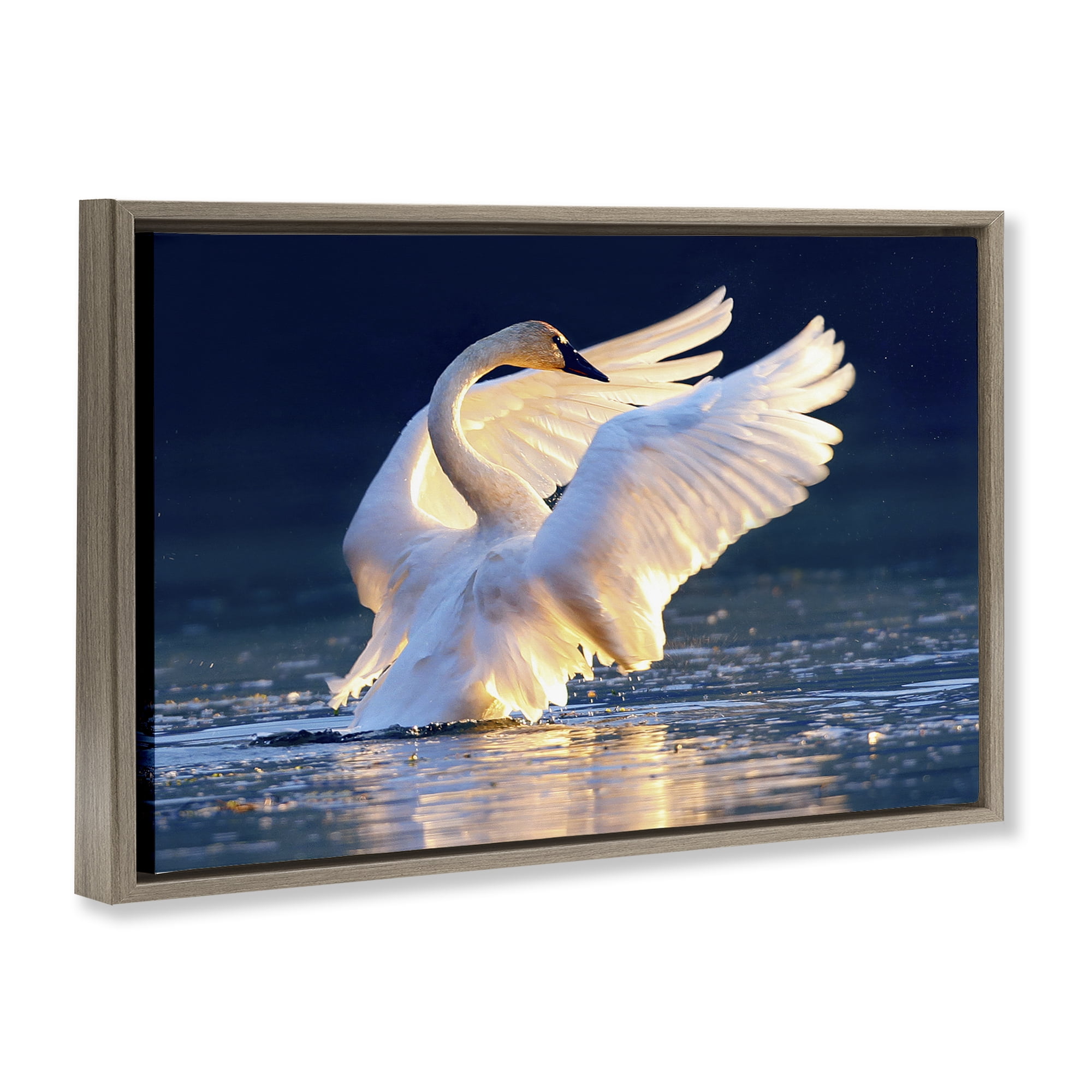 Stupell Industries Sunset Symphony Swan Animals Photography Brown Floater Framed Canvas Art Print Wall Art, 31 x 21