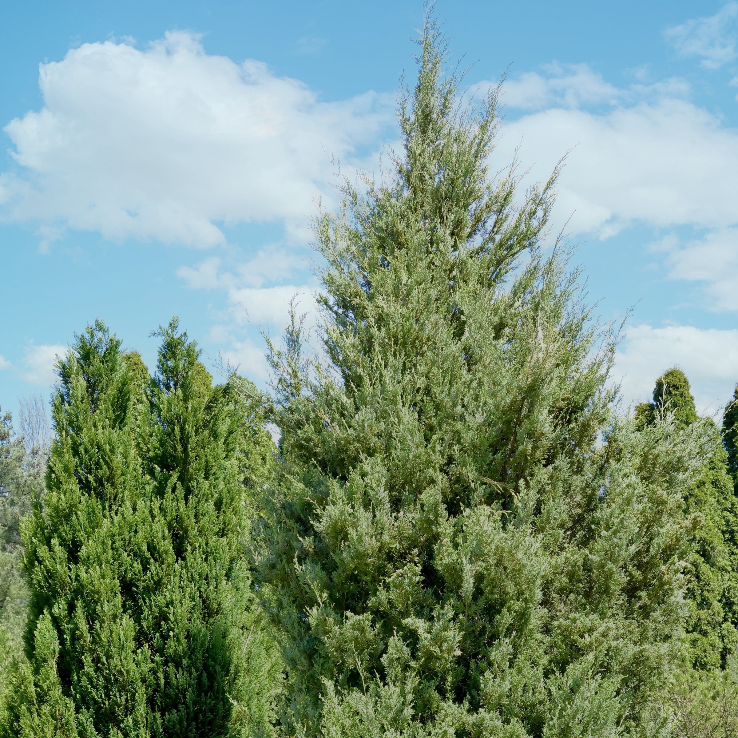 National Plant Network 3 gal. Juniper Brodie Live Shrub