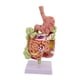 thumbnail image 2 of Modelo de anatomía del estómago humano con base para la enseñanza de exhibición de estudio en el aula, 2 of 9