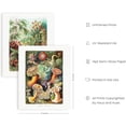 thumbnail image 2 of Haus and Hues Ernst Haeckel 8" x 10" Art Prints (Set of 6), 2 of 6