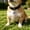 B, variant on Lightweight Dog ID Tags, Personalized Silent Silicone Pet Name Tags to Avoid Pet Loss