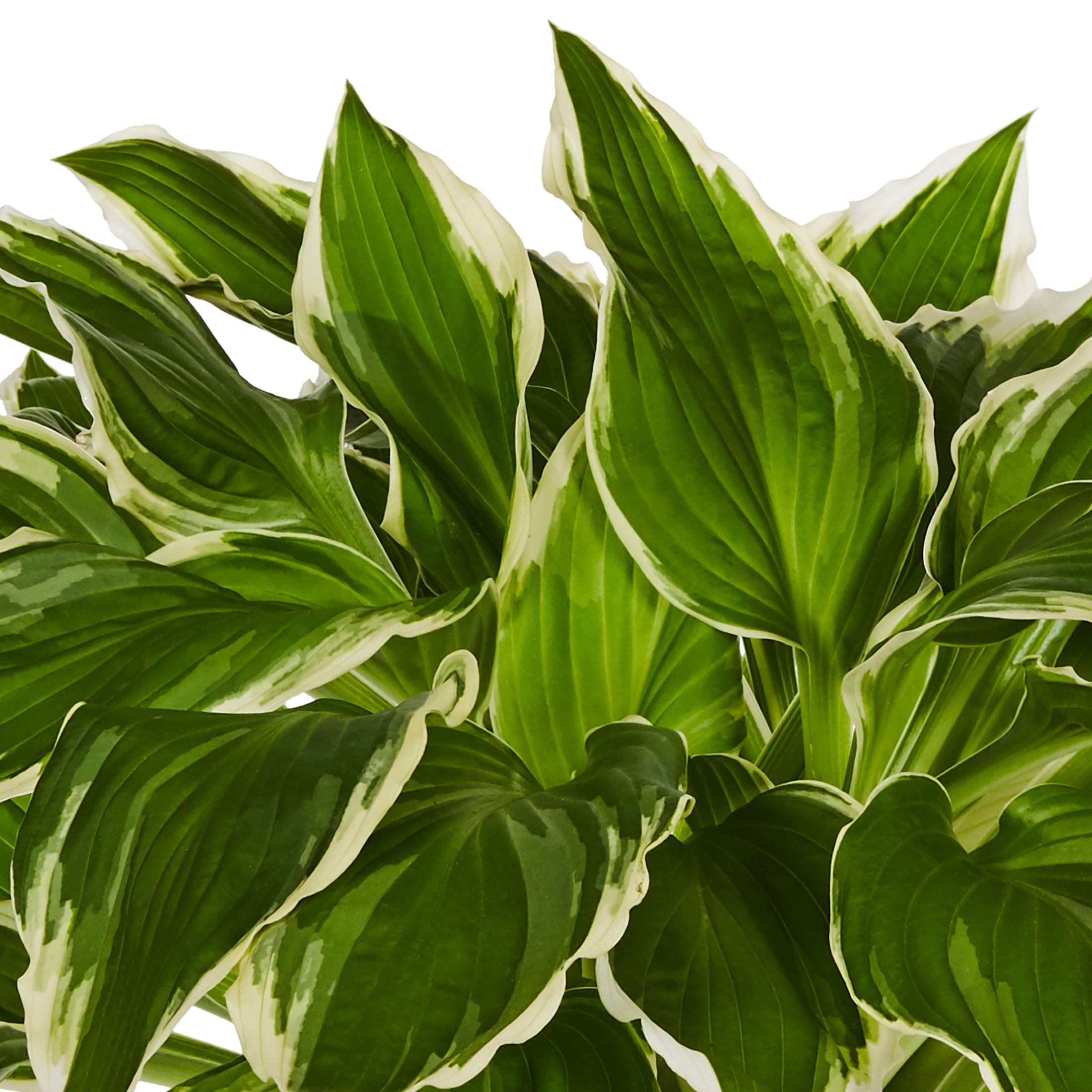 Better Homes & Gardens 2.5QT Multicolor Hosta Live Plant Grower Pot Shade