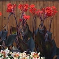 thumbnail image 4 of Canna, Low Maintenance - Ideal for Beds Borders, Plant Pots & Planters, 4 of 6