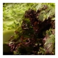 thumbnail image 3 of Lechuga morada por pieza, 3 of 4