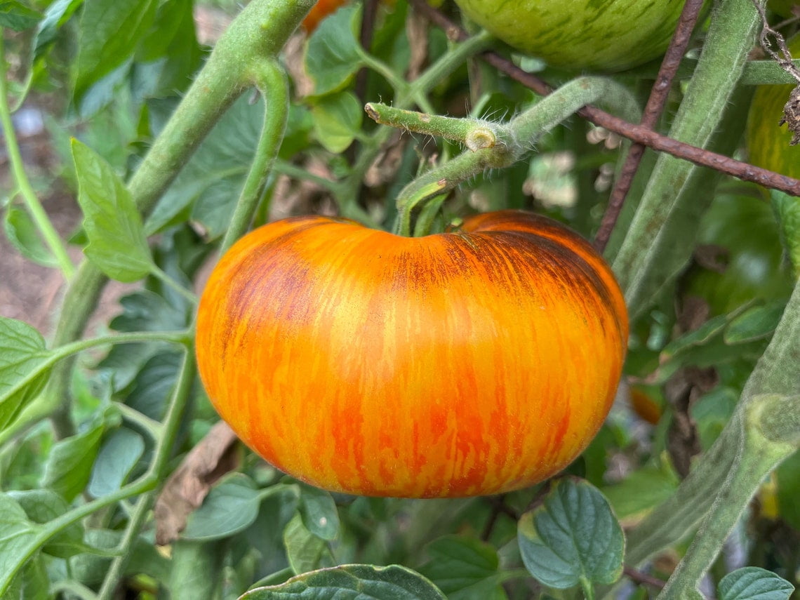 Lucid Gem Tomato Seeds Heirloom Heritage Breed Premium Seed Packet