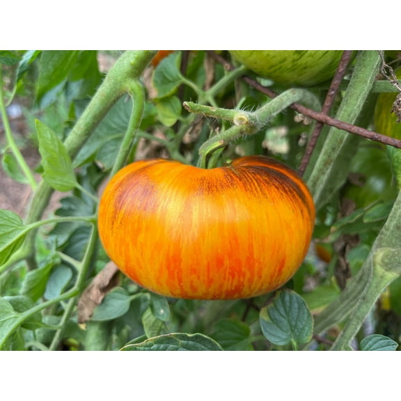 Lucid Gem Tomato Seeds Heirloom Heritage Breed Premium Seed Packet