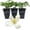 3 Plants, variant on Clematis Montana Grandiflora - Live Starter Plant in a 2 Inch Growers Pot - Starter Plants Ready for The Garden - Rare Clematis for Collectors