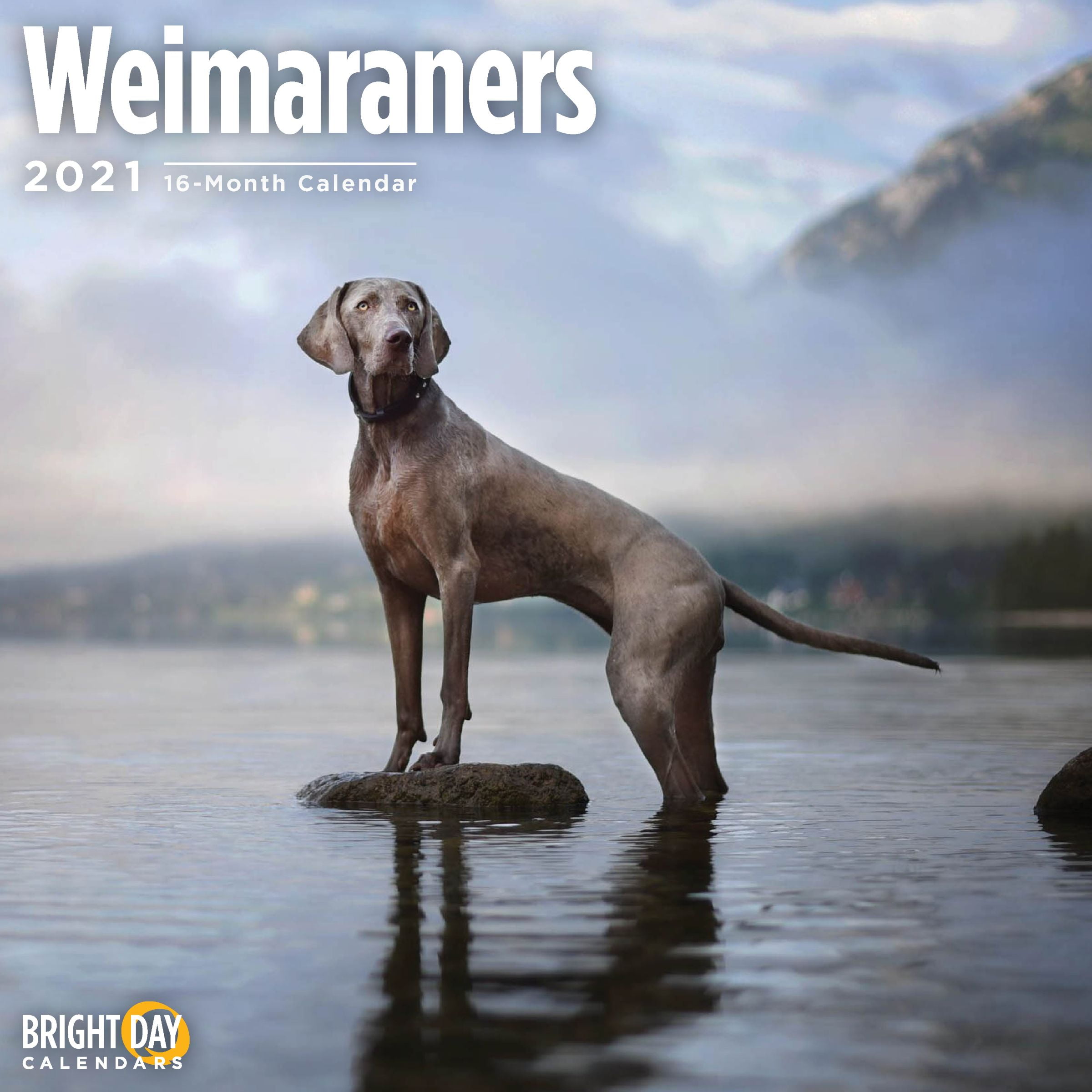 2021 Weimaraners 12 x 12 Wall Calendar Cute Puppy Dog