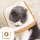 thumbnail image 5 of Cuello de Cono de Gato Cuello Redondo de Gato Ajustable Suave Cuello de Recuperación de Gato Suave Fundido Después de la Cirugía Cuello Redondo de Gato Cuello Redondo Decoración de Pan Ropa de Gato Cu, 5 of 6