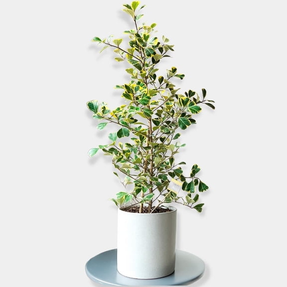 Ficus triangularis-Triangle Fig-Unique indoor plant  10" Pot