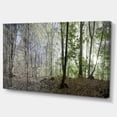 thumbnail image 1 of Designart - Vert Matin dans la Forêt Panorama - Paysage Toile Art Print, 1 of 2