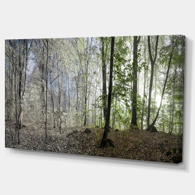 Designart - Vert Matin dans la Forêt Panorama - Paysage Toile Art Print