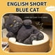 thumbnail image 4 of Juguetes de piscina, juguete para bebé, juguete para niño pequeño, muñeca de juguete azul linda, muñeca de peluche malvada, 4 of 9