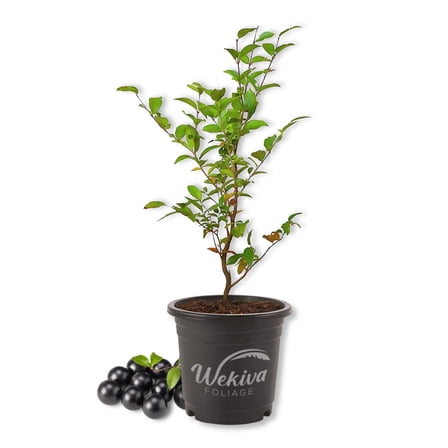 Sabara Jaboticaba Tree - 1 Live Plant in a 4 Inch Growers Pot - Plinia Cauliflora - Edible Fruit Trees from Florida