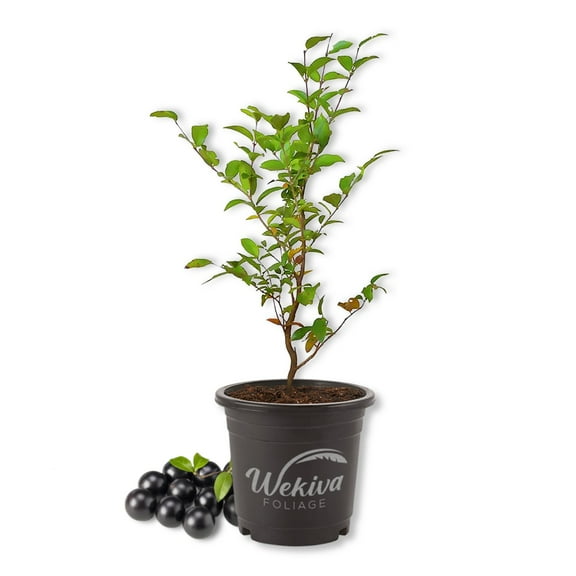 Sabara Jaboticaba Tree - 1 Live Plant in a 4 Inch Growers Pot - Plinia Cauliflora - Edible Fruit Trees from Florida