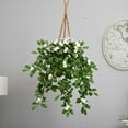 thumbnail image 5 of Stephanotis in Hanging Basket, 5 of 5