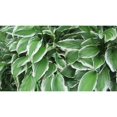 thumbnail image 2 of 10 Racines Vivantes Prêtes à Planter Hosta Plantes Vertes et Blanches Variées Hostas, 2 of 5
